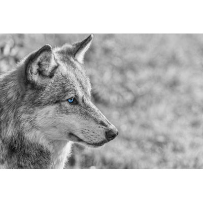 North American Gray Wolf by Dmbaker - Wrapped Canvas Print