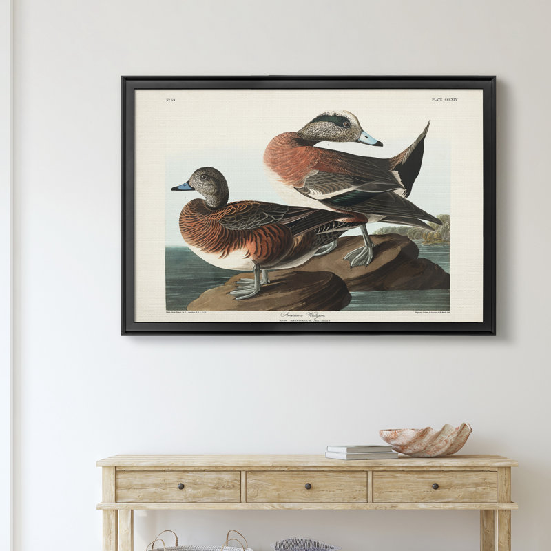 American Widgeon - reproduction d'art sur toile encadrée, H 18,5 po x l 24,5 po x P 1,5 po, Noir