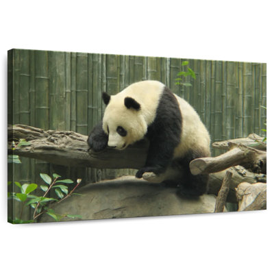 Brampt Panda On A Trunk