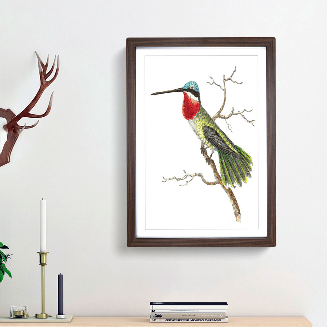 Stripe-Cheeked Hummingbird by George Shaw - Framed Print