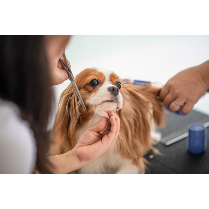 Une toiletteuse chinoise toilettant un Cavalier King Charles Spaniel par Edwin Tan, H 20 po x l 30 po