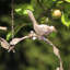 Metal Hanging Decorative Bird Feeder