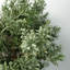 Anlin 70cm Faux Topiary Tree in Pot