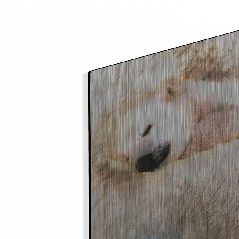 "Sleepy Polar" par Murray Henderson Fine Art, H 12 po x l 24 po