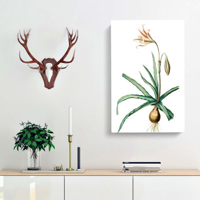 Amaryllis Broussonetii Flowers - Wrapped Canvas