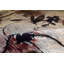 Floral Area Rug