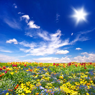 Quintonio Beautiful Flowers par Liligraphie - Photographie sur toile tendue