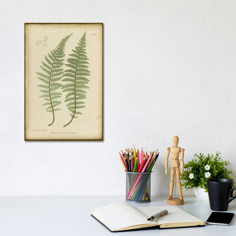 Lastrea Filix by PI Collection - Wrapped Canvas Gallery-Wrapped Canvas Giclée, 20.32 cm H x 30.48 cm W