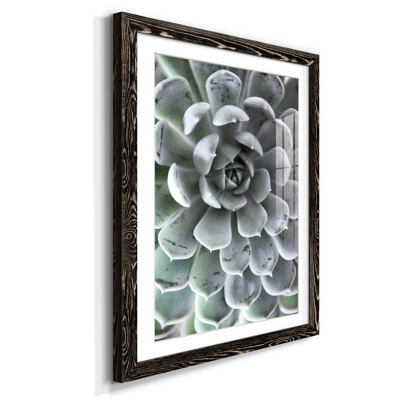 Zen Succulent III - reproduction de photo sur papier encadrée, H 37,5 po x l 27,5 po x P 1,5 po, Noir