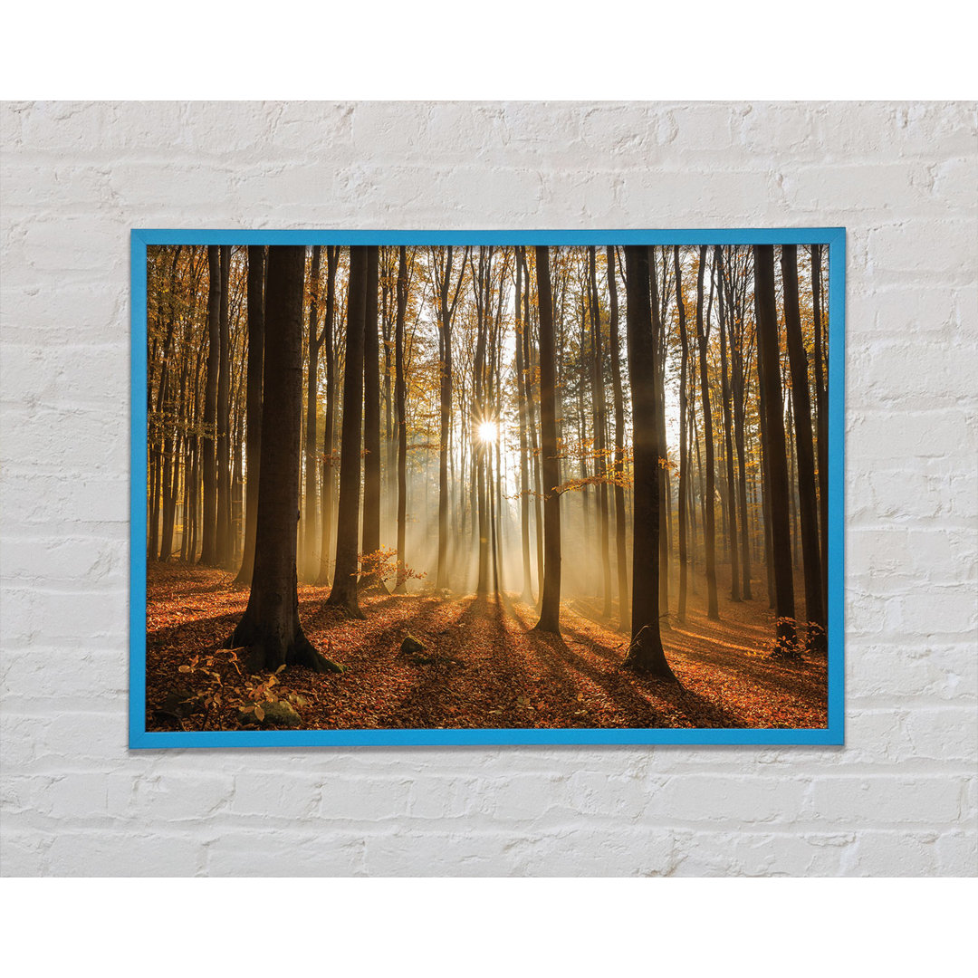 Gerahmtes Poster Sunbeam Forest In The Misty Hues