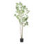 Pieris artificiel-116775859
