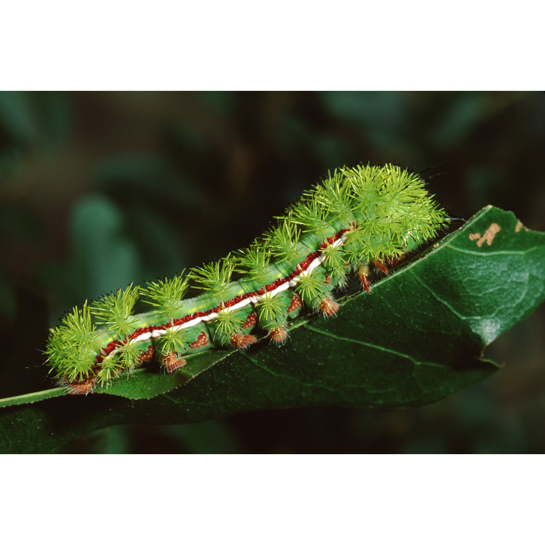 Io Moth Caterpillar von Weber - Kunstdrucke auf Leinwand