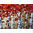" Red Birch Trees Painting " Painting Print