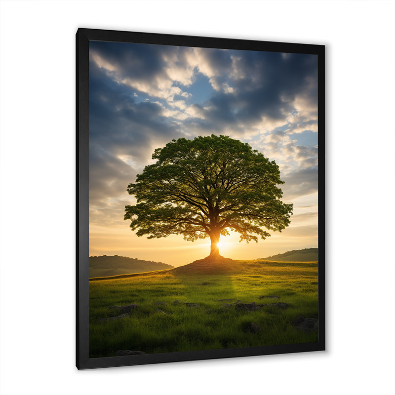 «Summer Solitude Tree Glow» sur toile, Cadre photo noir, H 20 po x l 12 po x P 1 po