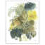 Natures Gold II White (EC1911)