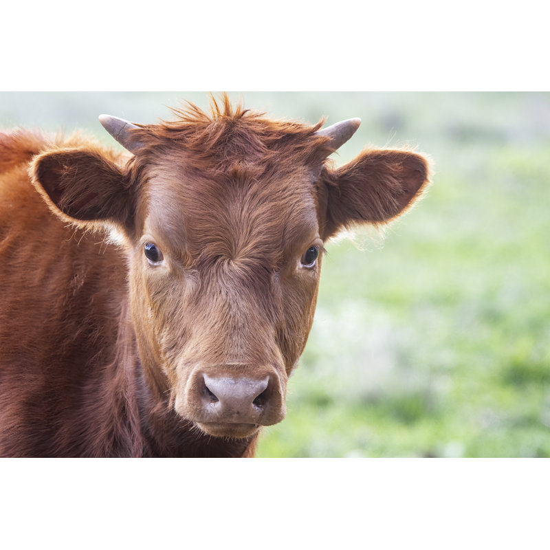 Red Cow Grazing by Tracielouise - No Frame Print on Canvas, 81cm H x 122cm W