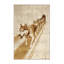 Tapis de style traîneau à chiens pour véhicule et transport lavable à la machine - beige-397735683