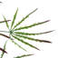 100cm Faux Foliage Plant