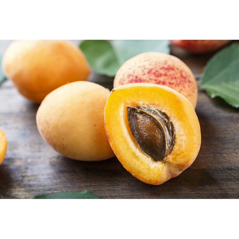 Ripe Apricots by Sanny11 - Wrapped Canvas Print, 30cm H x 46cm W x 3.8cm D
