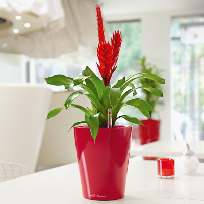 Deltini Self-Watering Plastic Indoor Pot Planter