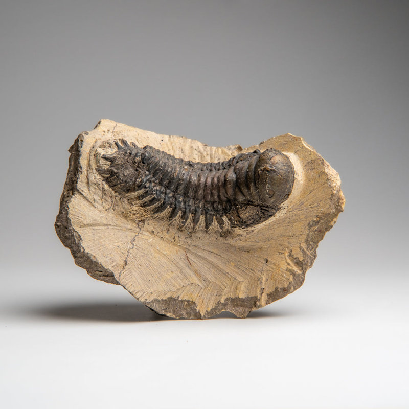 Genuine Crotalocephalina Trilobite In Matrix From Morocco (596.3 Grams)