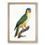 Black-Lored Parrot by F. Levaillant - Picture Frame Art Print-55512500-55512503