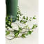 Ivy Wine Cooler