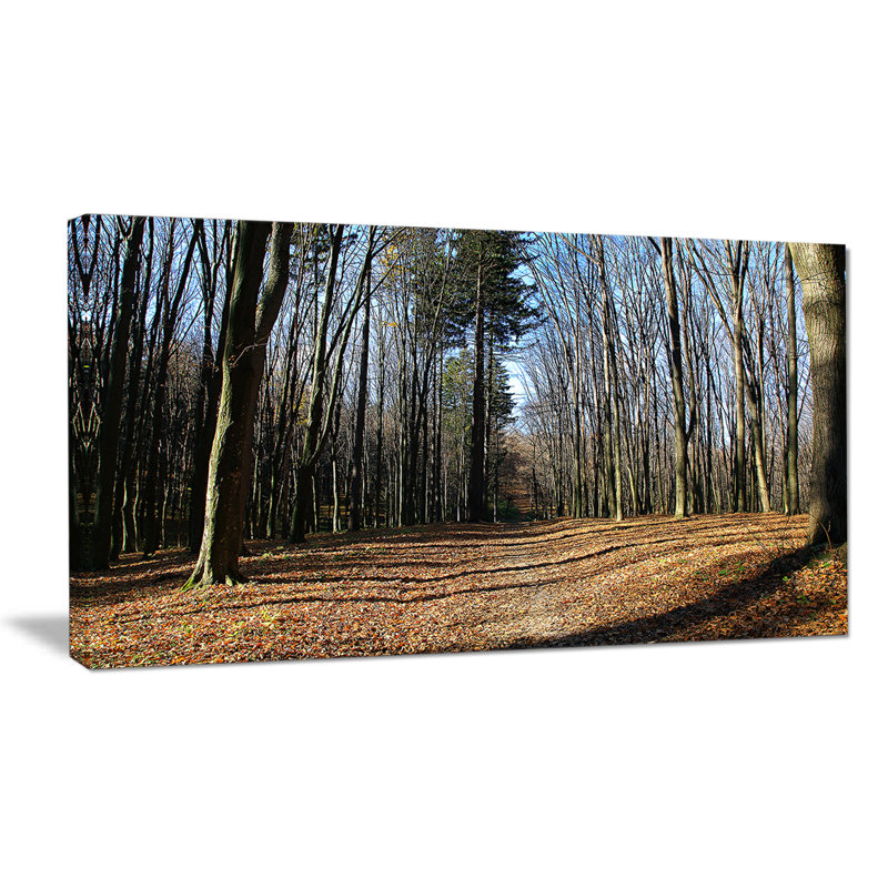 «Fall Forest in Sunlight and Shadows», reproduction de photo sur toile tendue, H 28 po x l 60 po