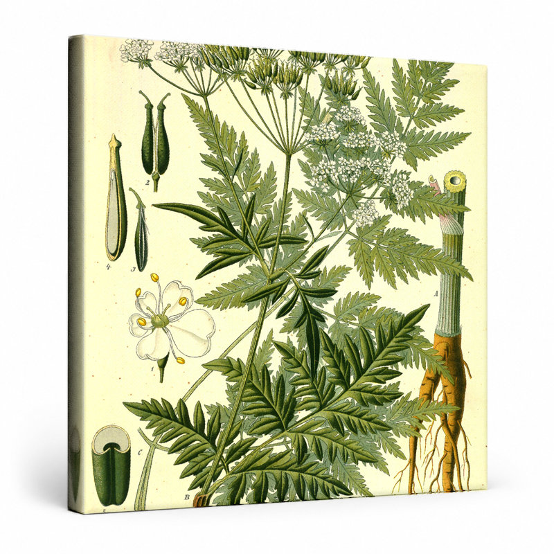 Anthriscus sylvestris, L 12 po x H 12 po