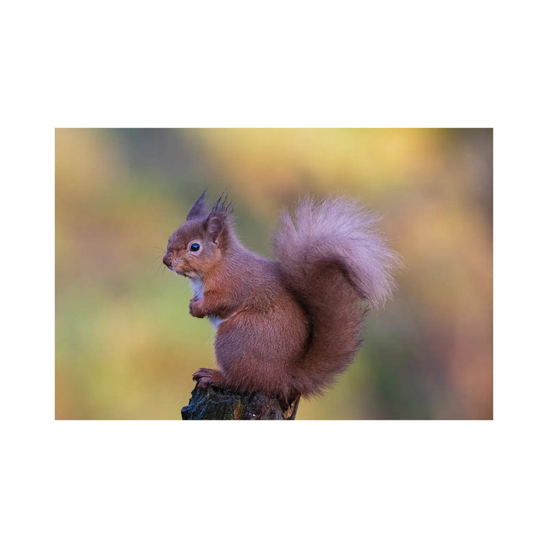 Grumpy by Howard Ashton-Jones - Wrapped Canvas Print, 66.04 cm H x 45.72 cm W x 3.175 cm D