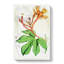 Himalayan Flowers Illustration PL. 1 by W. H. Fitch - Wrapped Canvas Painting-55360165
