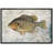 Fish " Redear Sunfish On Granite Background Marine Life Animals Realism Nautical Ultra "-97558802-97558803