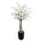 Cherry Blossom Tree in a Fiberstone Pot