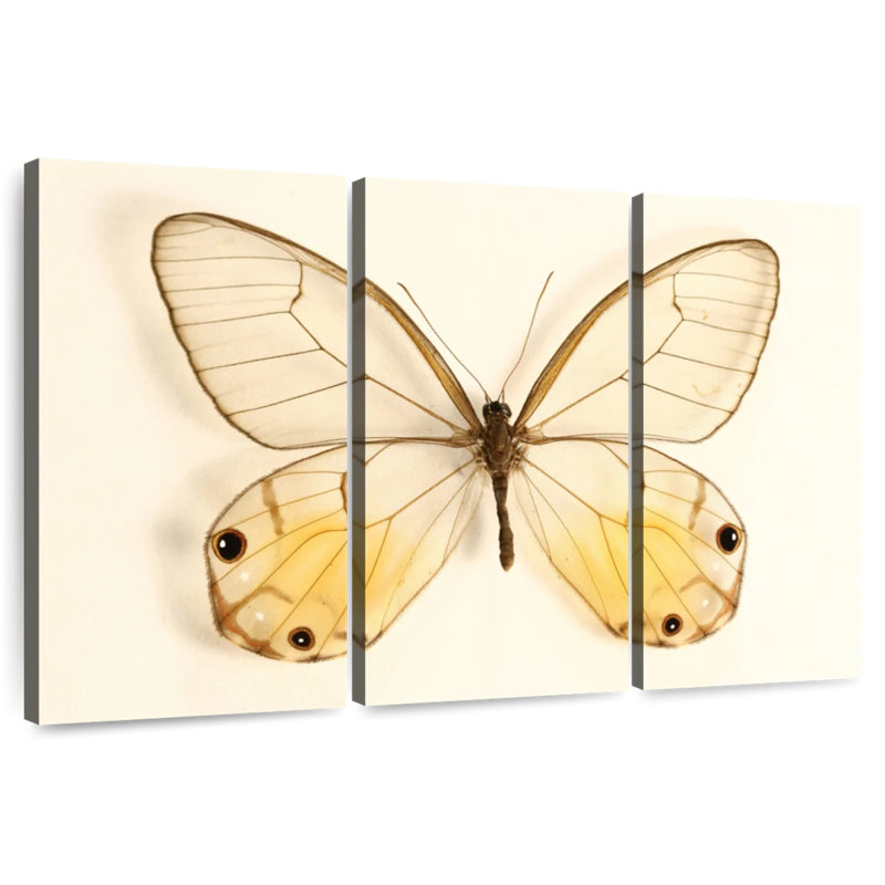 Butterfly Memento, 24" H x 38" W