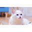 Casse-tête pour chat Interactives