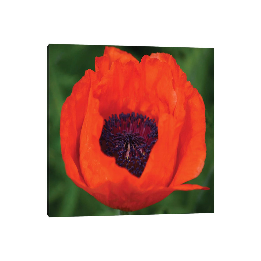 Orange Poppy I von Savanah Plank - Galerie-verpackte Leinwand Giclée auf Leinwand