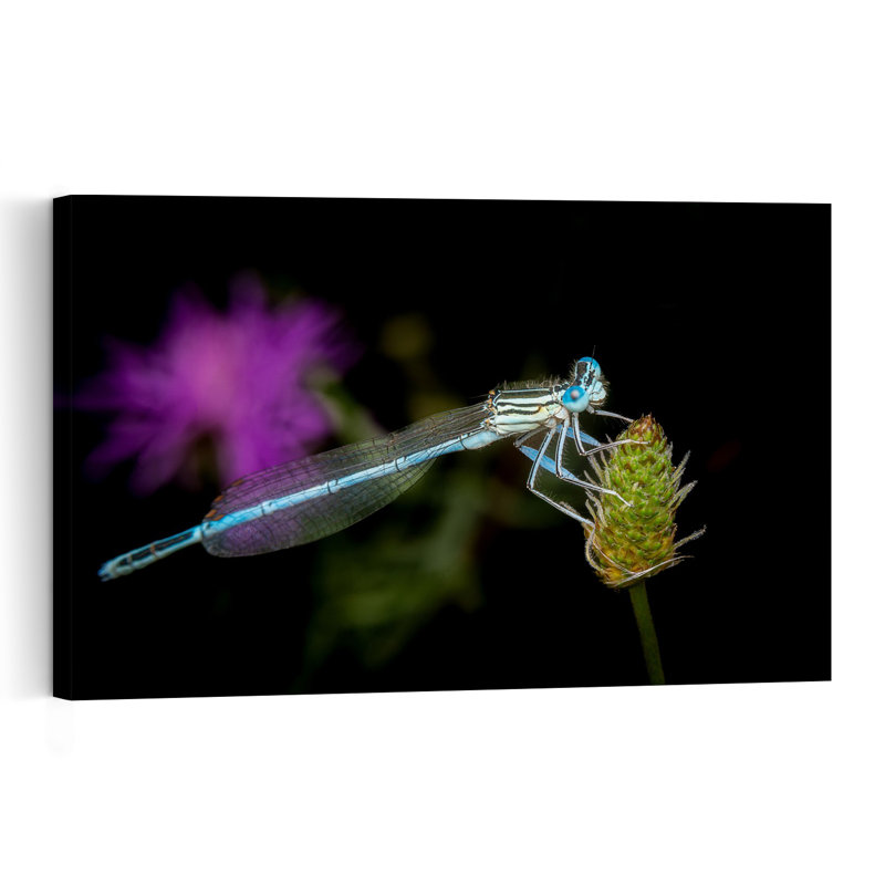 Delicate Blue Damselfly Delicate Serene Tranquil Animal Flower Wall Art Print by Eduard Andrica - Print