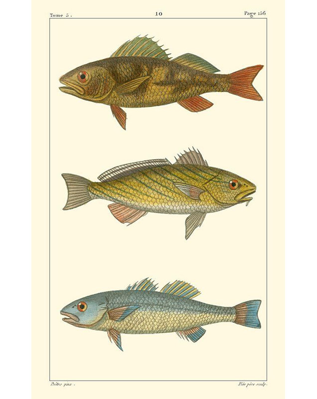 Reproduction d'art sur toile Beachcrest Home ™ Pretre Gallery, «Freshwater Fish I», H 40 po x l 27 po