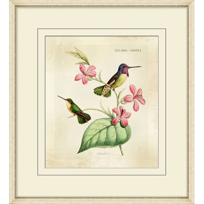Brilliant Hummingbird Collection 4 Print