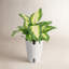 Dieffenbachia Plant in Planter