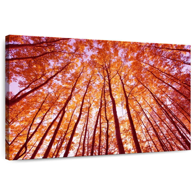 Alvord, forêt d'automne lumineuse, H 8 po x l 12 po