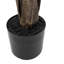 Potted Travellers Palm Tree-198401559