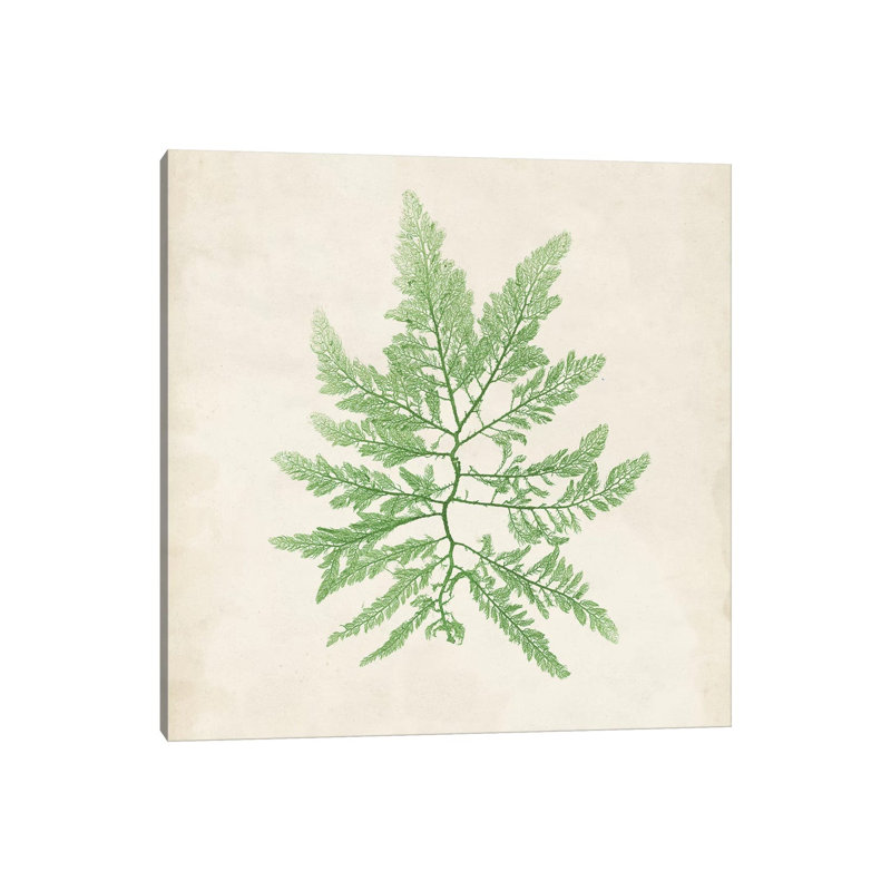 Peridot Seaweed II by Vision Studio - Wrapped Canvas Gallery-Wrapped Canvas Giclée, 30.48cm H x 30.48cm W