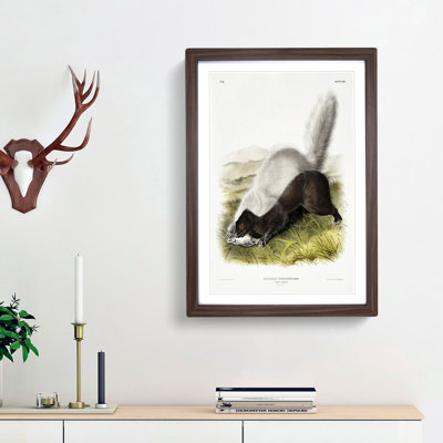 Texan Skunk by J.W. Audubon - Framed Print