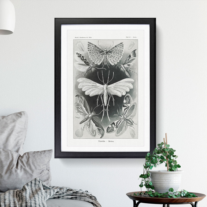 Butterflies Winged Insects by Ernst Haeckel - Picture Frame Painting, Black Framed, 36cm H x 27cm W x 2cm D