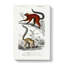 Lemur Illustrations by Charles D Orbigny - Wrapped Canvas-55365829