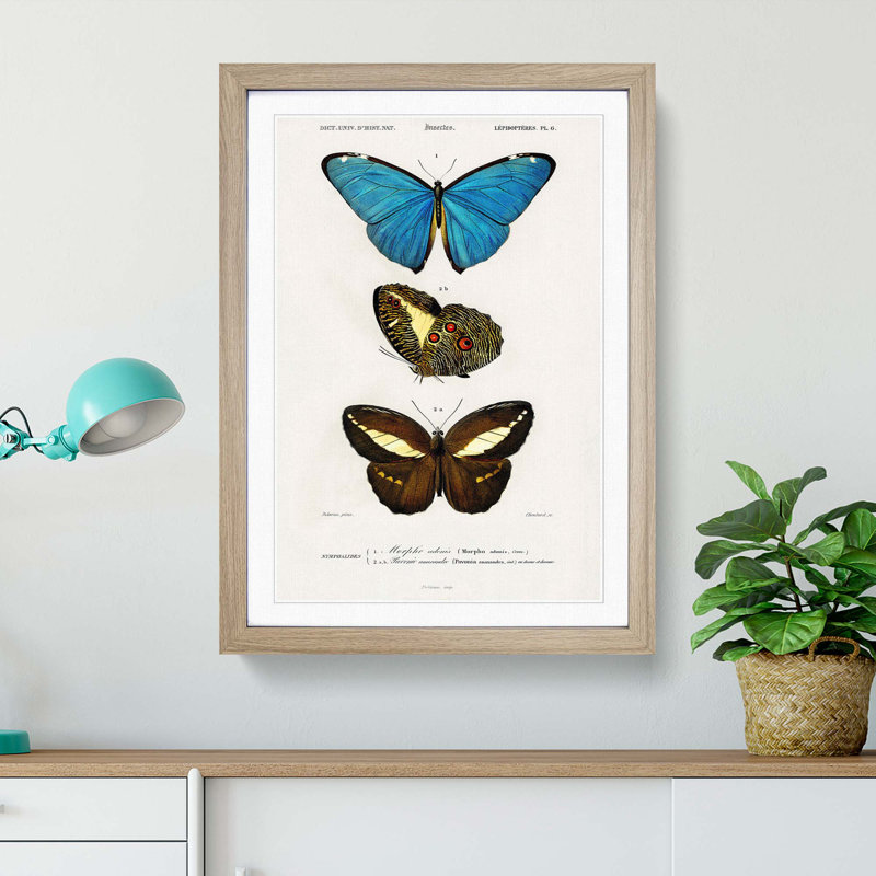 Butterfly Illustrations PL. 6 by Charles d' Orbigny - Framed Print, 48cm H x 36cm W x 2cm D, Oak Framed