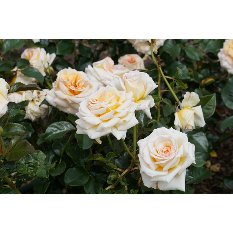 Rose Garden - Photographie sur toile tendue, H 8 po x l 12 po
