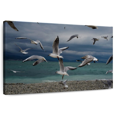 Brampt Beach Seagulls