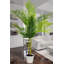 54" Palm Tree